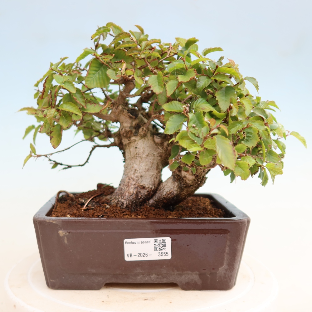 Bonsaï d'extérieur -Carpinus CARPINOIDES - Charme de Corée