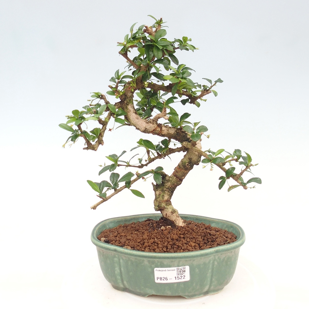 Bonsaï de chambre - Carmona macrophylla - Tea fuki