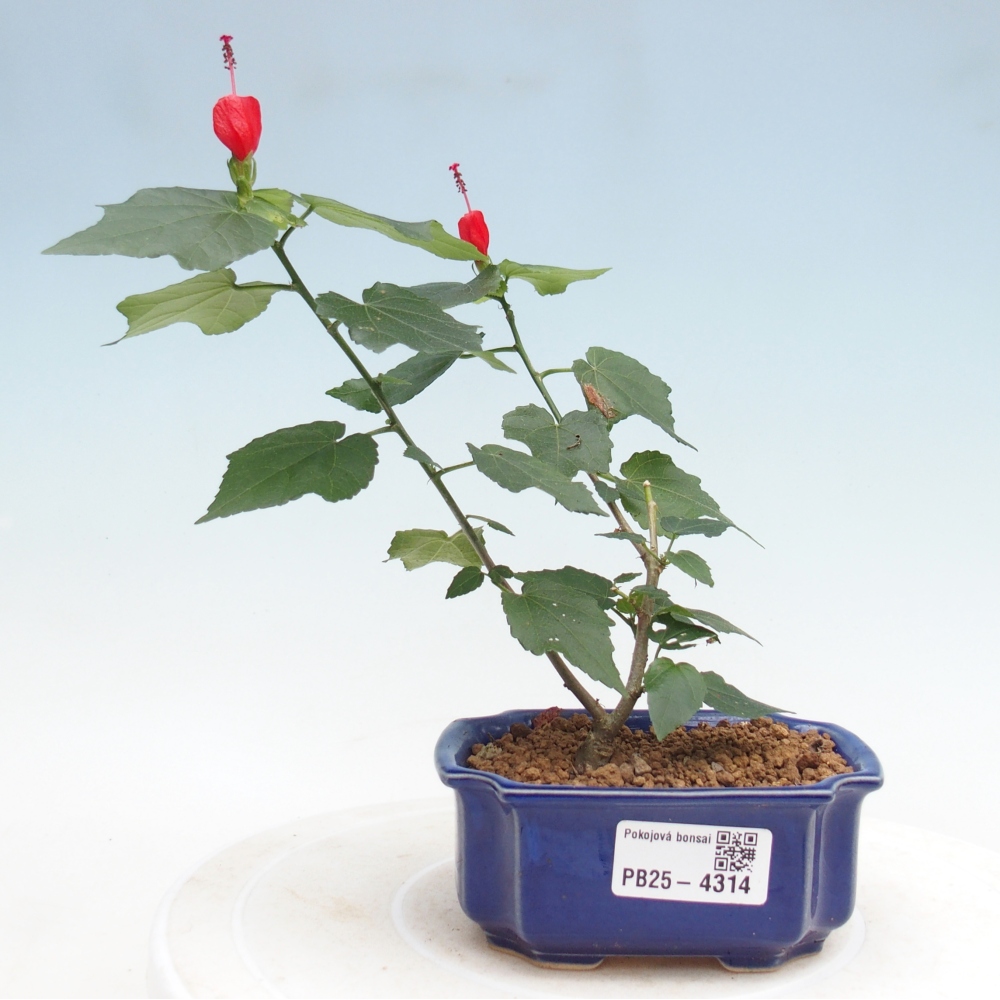 Bonsaï d'intérieur - Malvaviscus arboreus