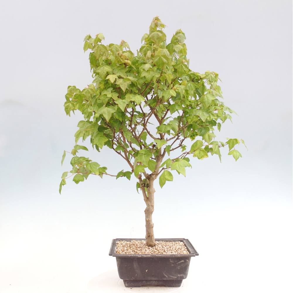 Bonsaï d'extérieur - Acer Buergerianum - Burger Maple