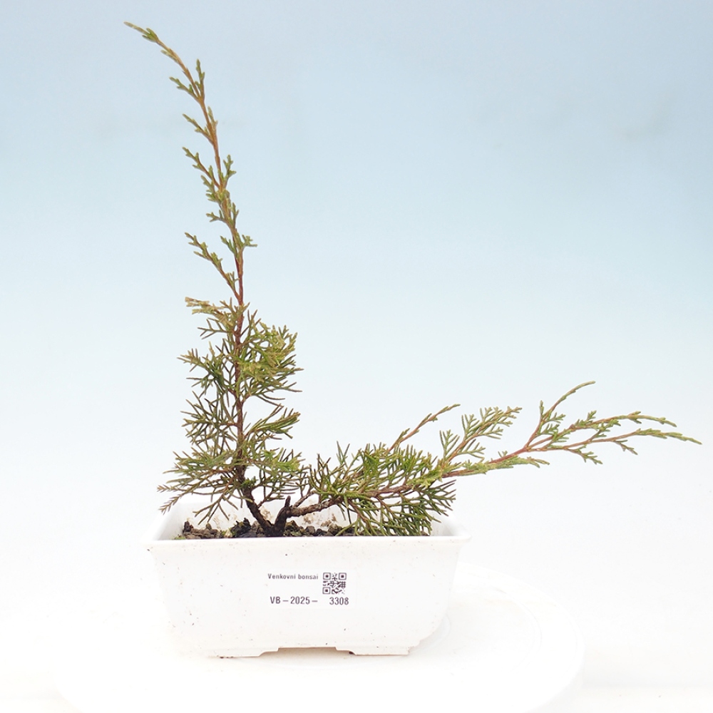 Bonsaï d'extérieur - Juniperus chinensis Itoigawa