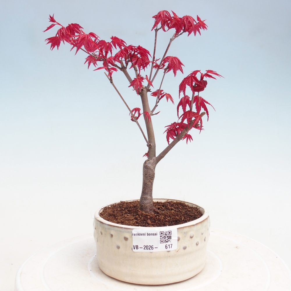 Bonsaï d'extérieur - Acer palmatum DESHOJO