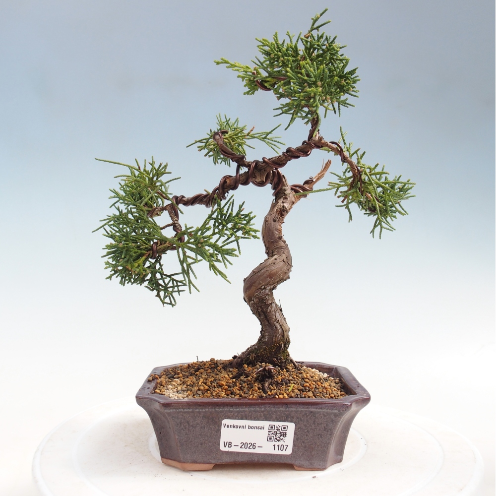 Bonsaï d'extérieur - Juniperus chinensis Kishu
