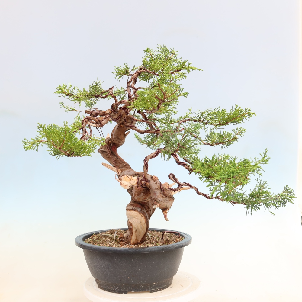 Bonsaï d'extérieur - Juniperus chinensis Itoigawa-Juniperus chinensis
