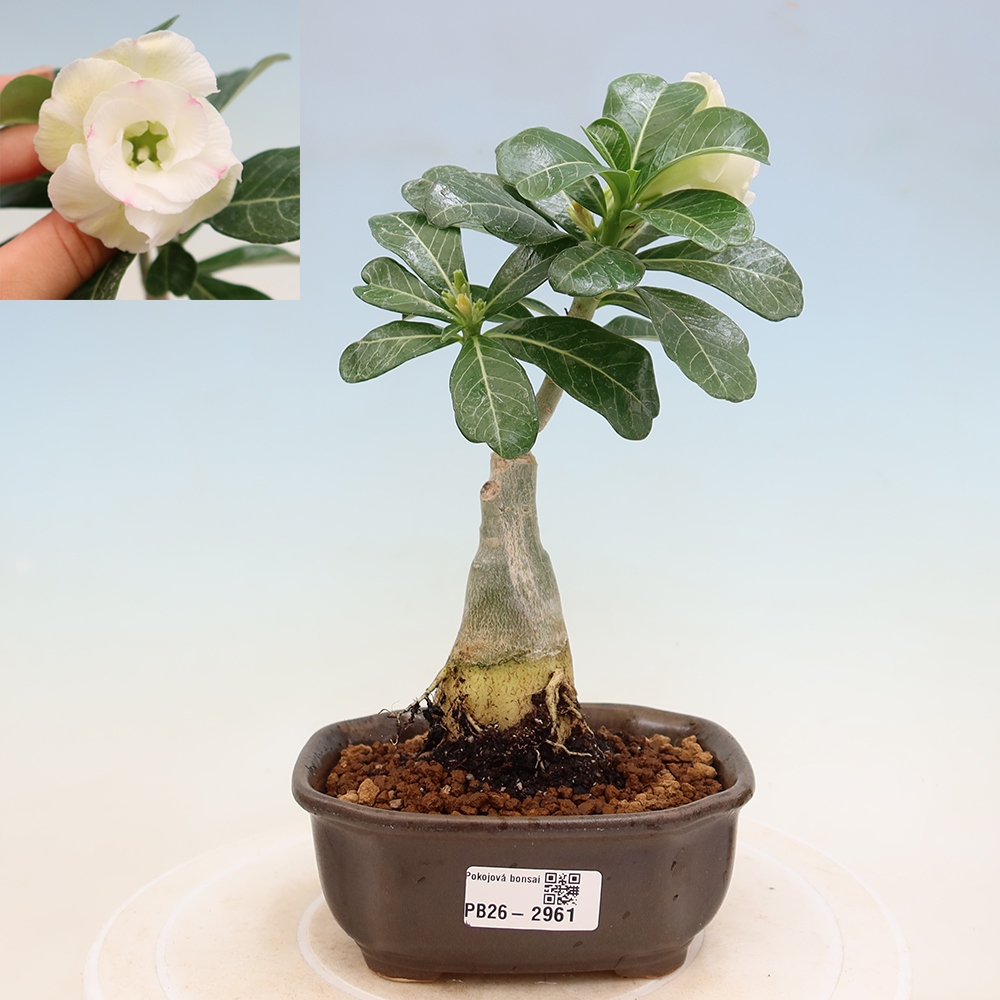 Bonsaï d'intérieur - Adenium obesum greffé V.F.S.407  - Rose du désert