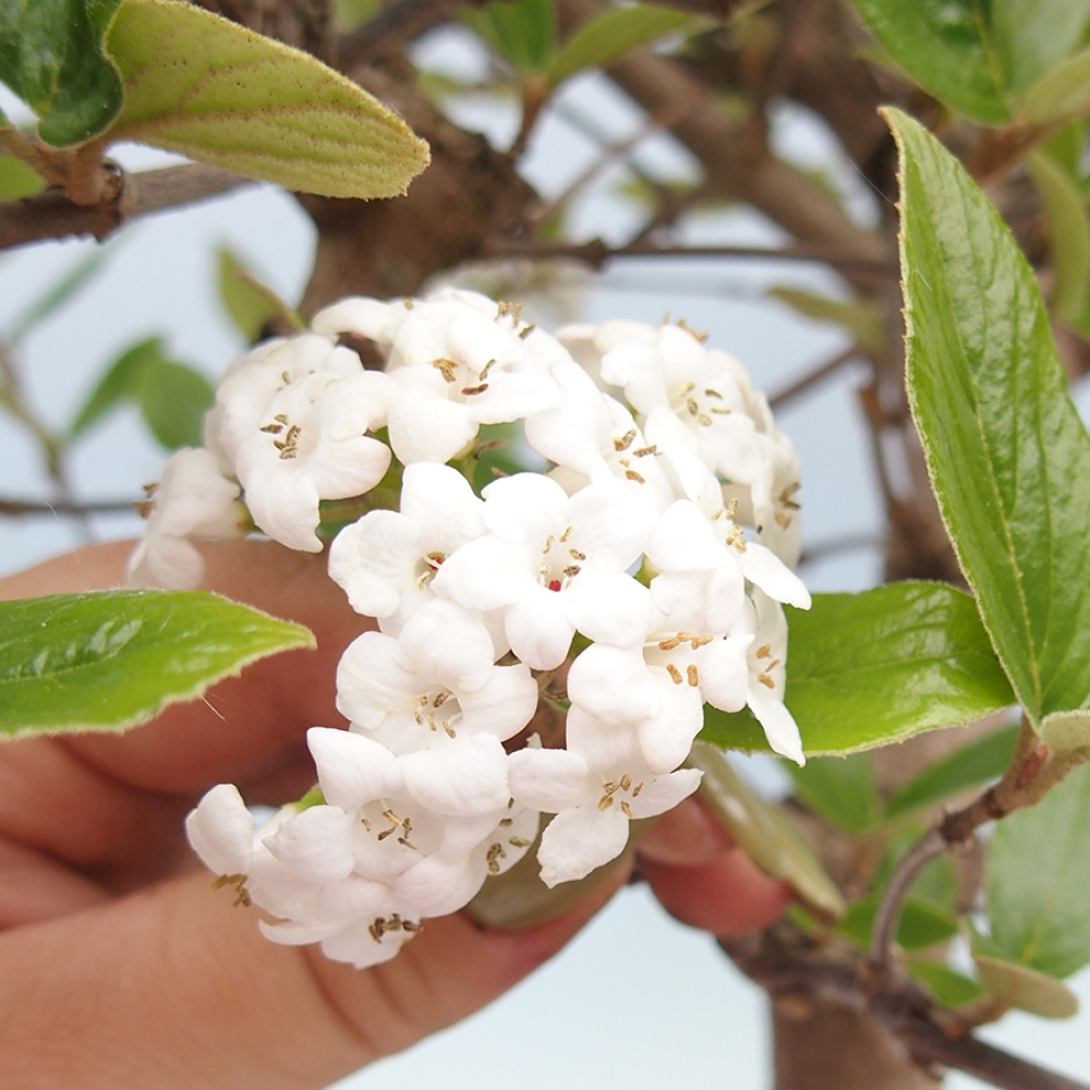 Bonsaï d'extérieur-Kalina Bodnanská - Viburum carlesii hemsi