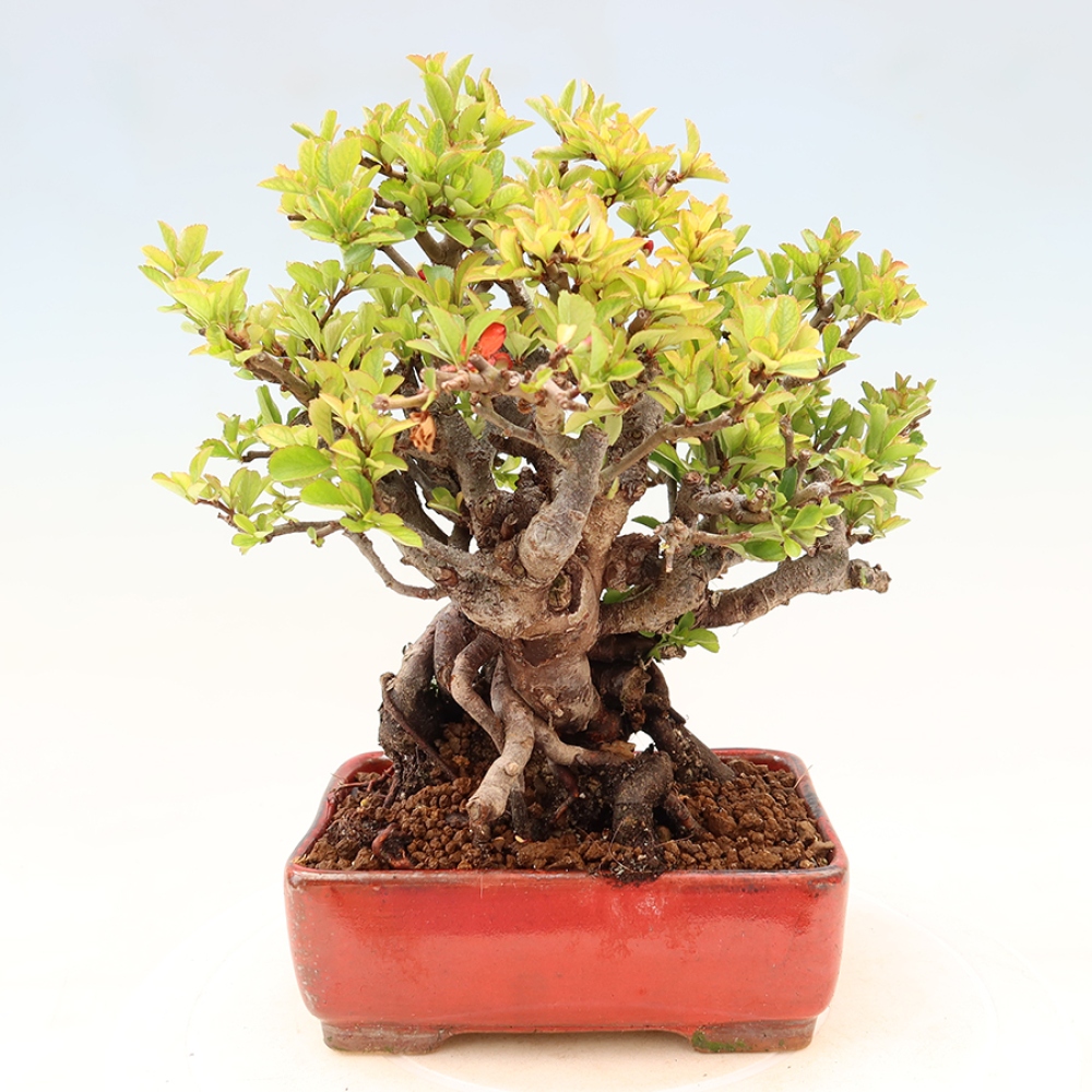Bonsaï d'extérieur - Chaneomeles speciosa Chojubai