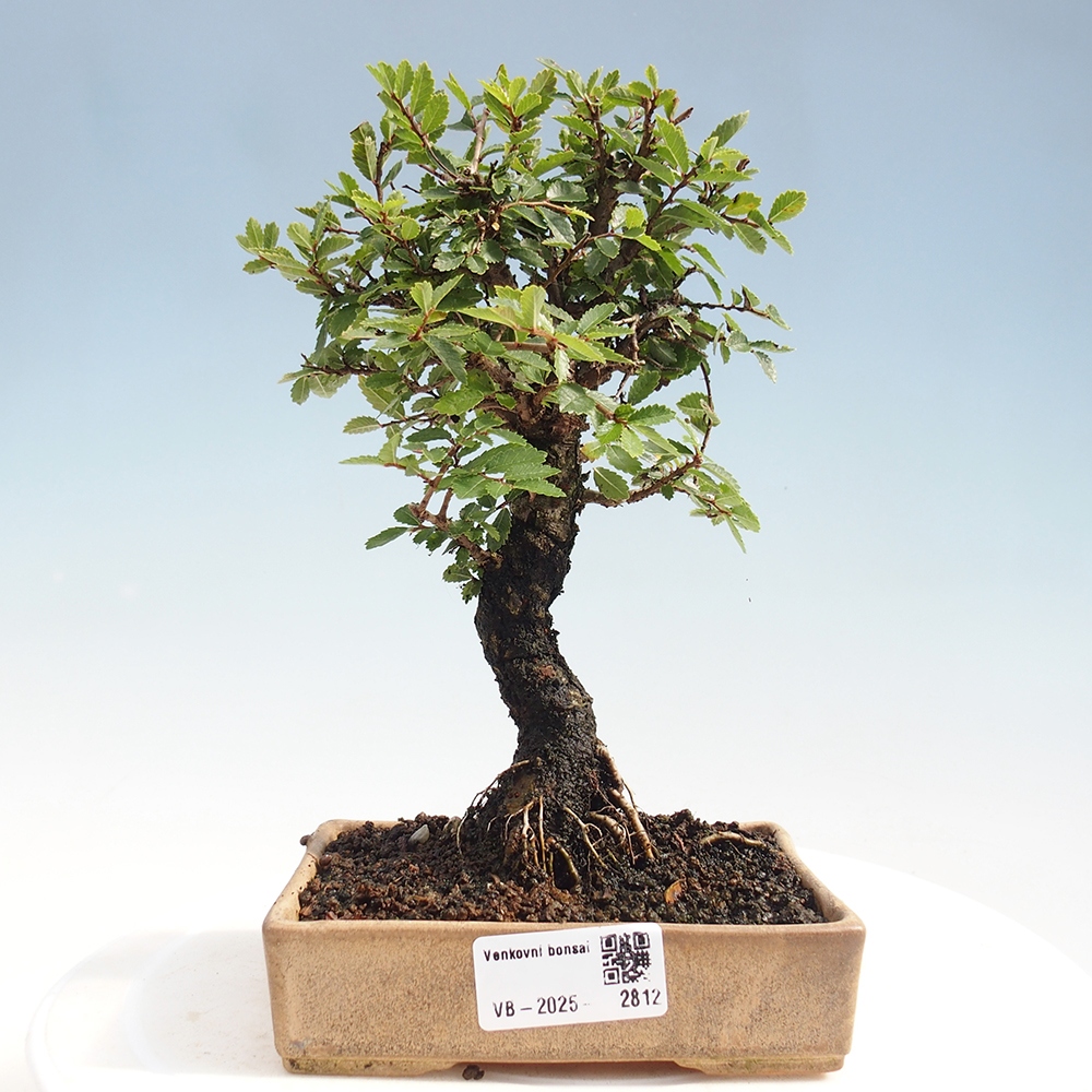 Bonsaï d'extérieur - Zelkova - Zelkova NIRE