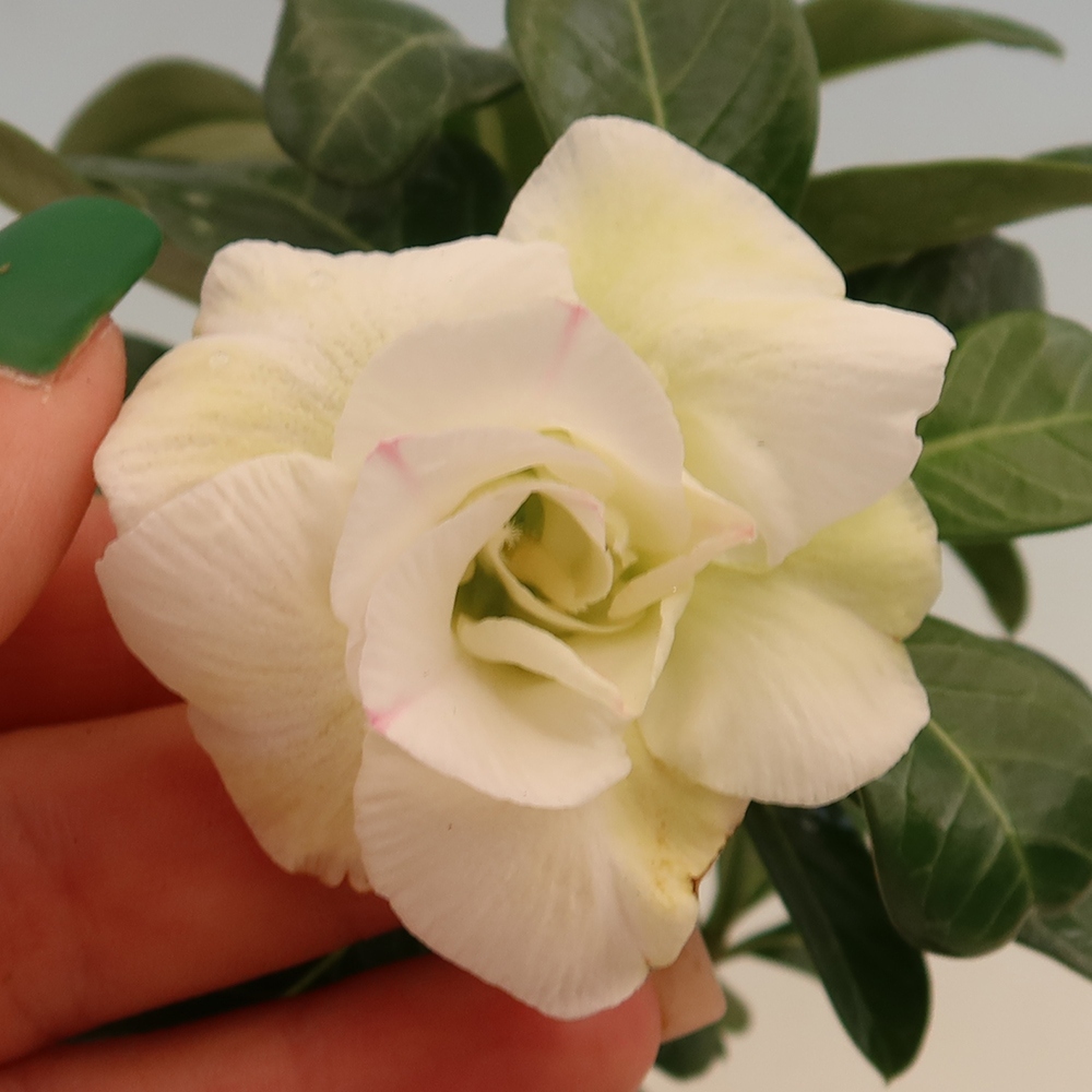 Bonsaï d'intérieur - Adenium obesum greffé V.F.S.407  - Rose du désert