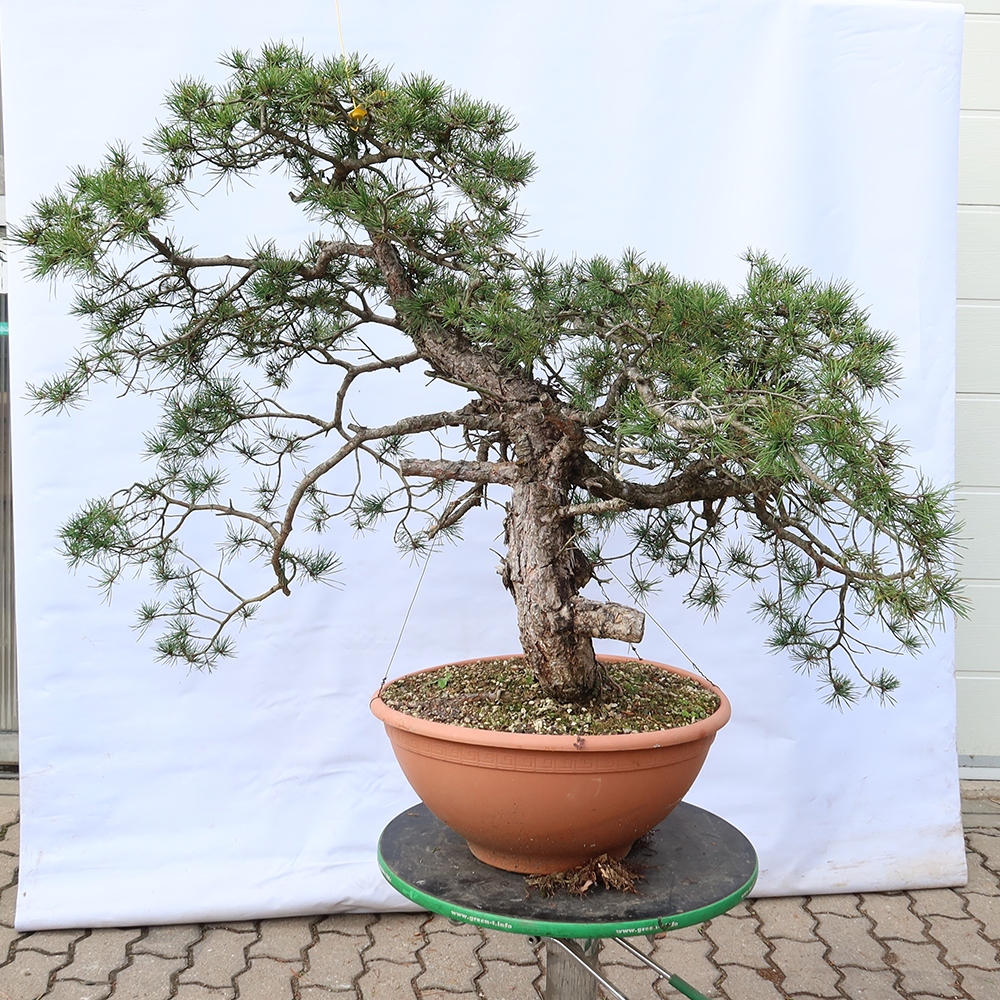 Pinus sylvestris Espagne - pin sylvestre