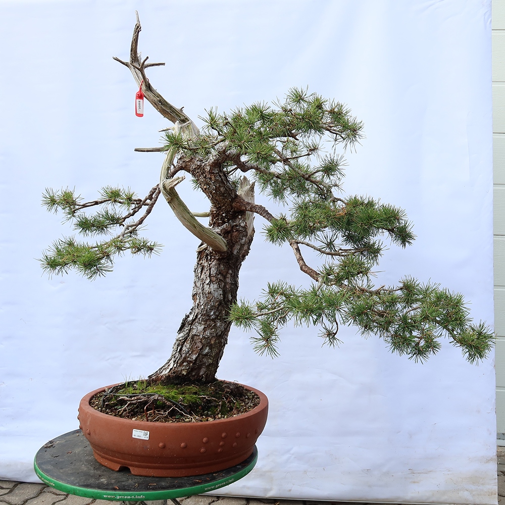 Pinus sylvestris Espagne - pin sylvestre