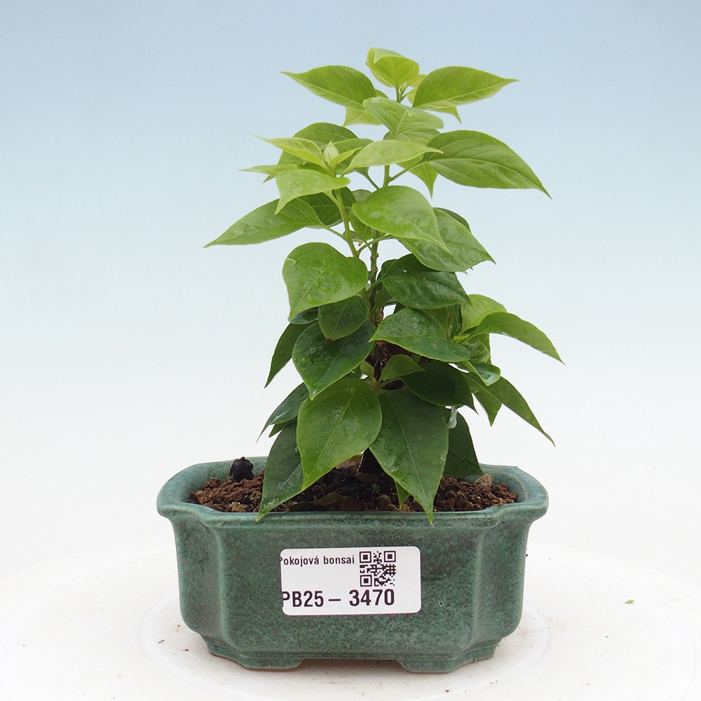 Bonsaï de chambre - Bouganwilea