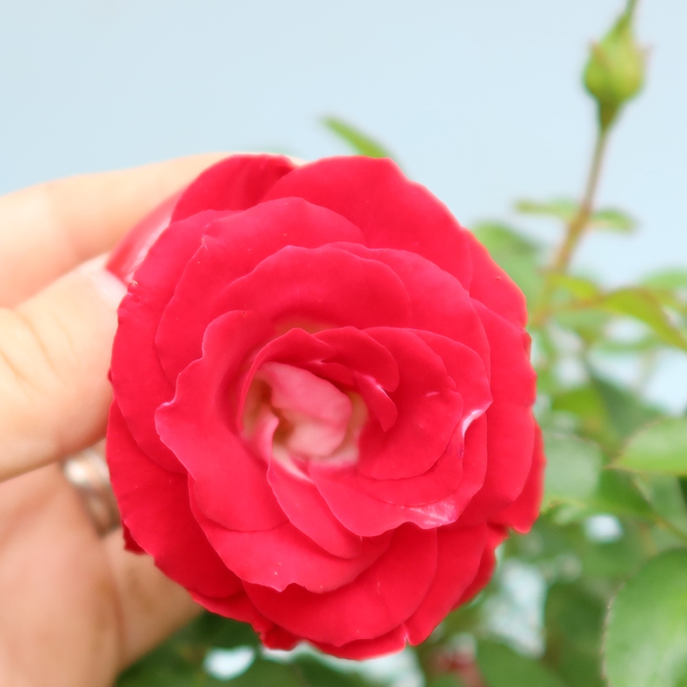 Bonsaï d'extérieur - Rosa Kordes - rose