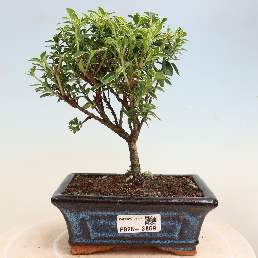 Salle bonsaï - Serissa foetida Variegata - Arbre aux mille étoiles