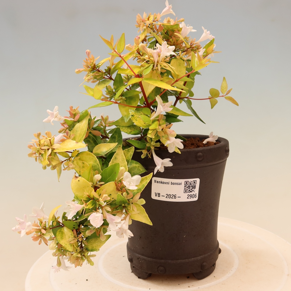 Bonsaï d'extérieur - Abelia gr. Kleidoscope - Abélie à grandes fleurs