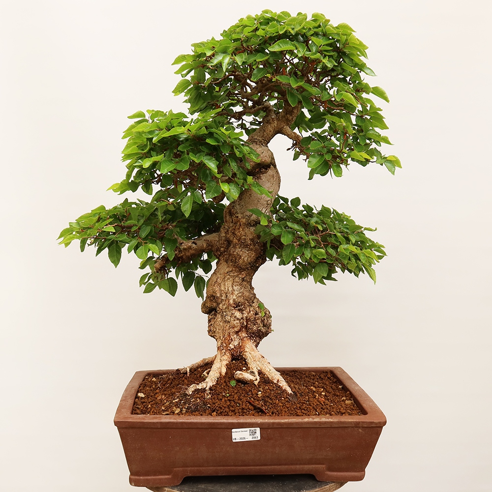 Bonsaï d'extérieur -Carpinus Coreana - Charme de Corée
