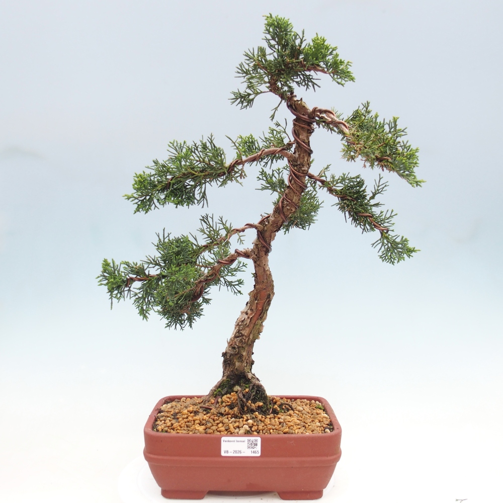 Bonsaï d'extérieur - Juniperus chinensis Kishu