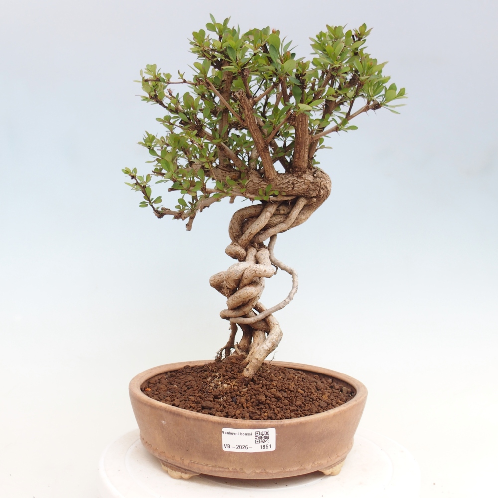 Bonsaï d'extérieur - Berberis coreana