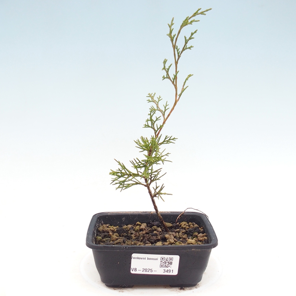Bonsaï d'extérieur - Juniperus chinensis Itoigawa