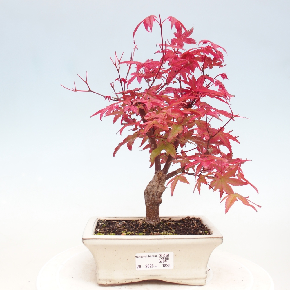 Bonsaï d'extérieur - Acer palmatum DESHOJO