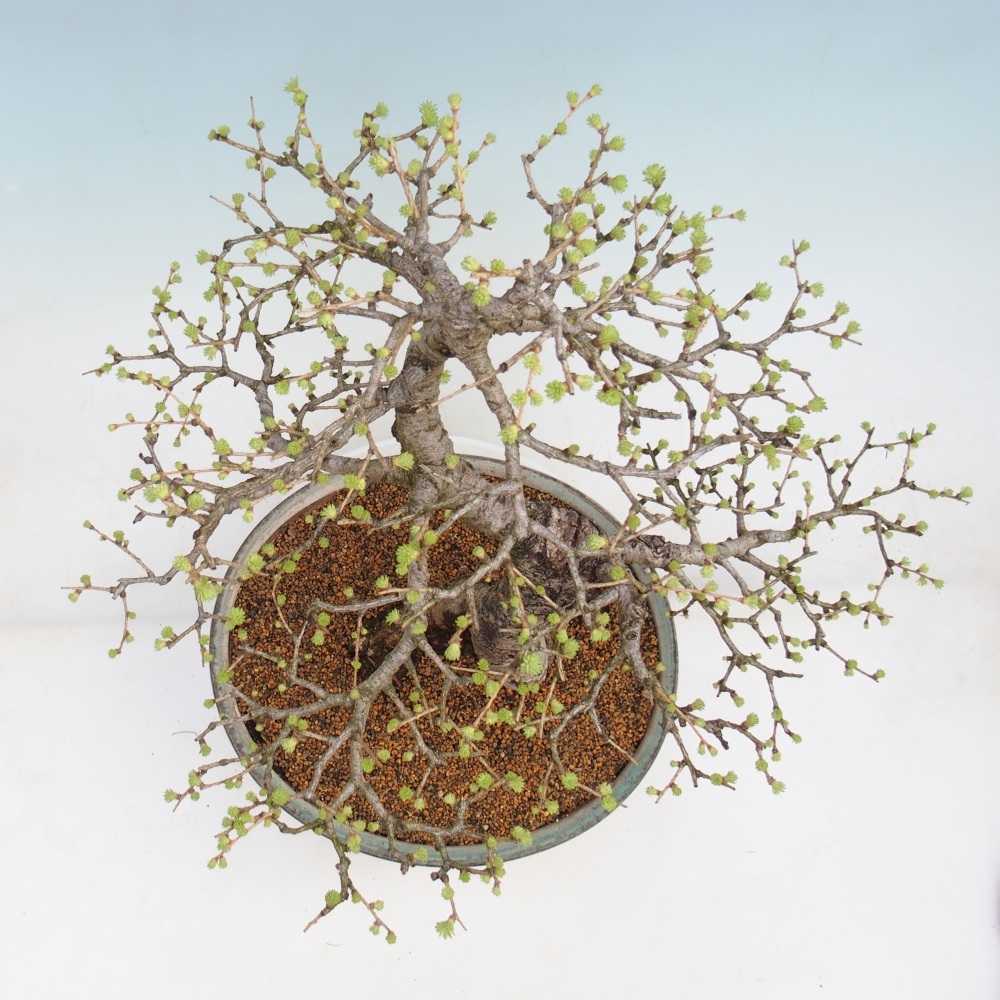 Bonsaï d'extérieur -Larix decidua - Mélèze