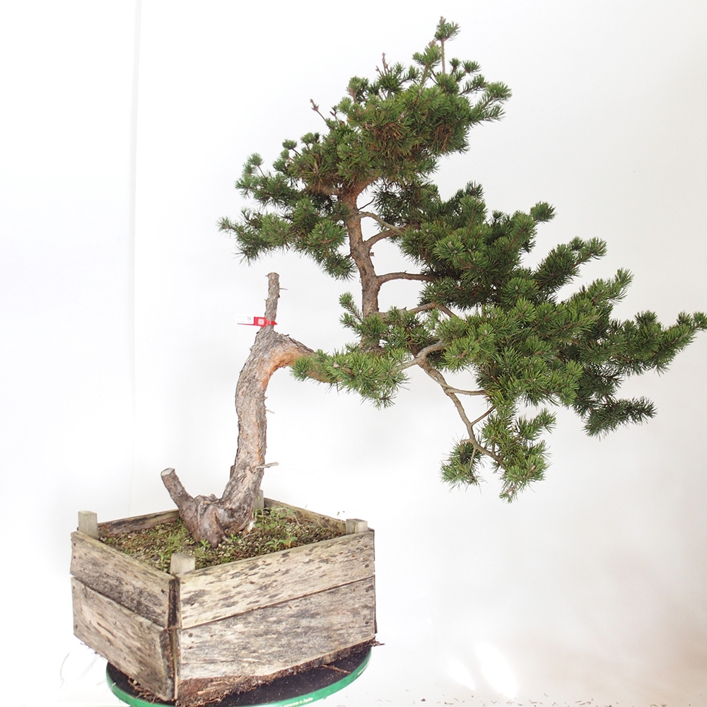 Yamadori - Pinus sylvestris Espagne