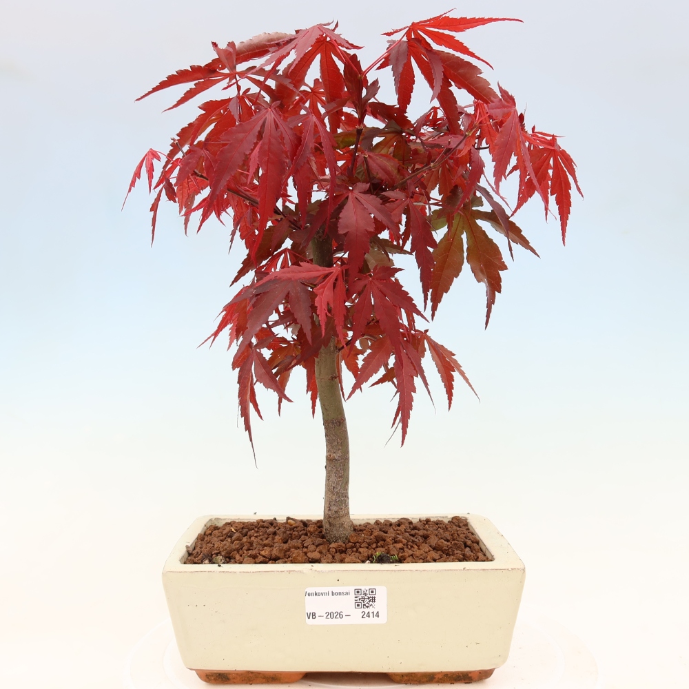 Bonsaï d'extérieur - Acer palm. Atropurpureum-Javor palmate