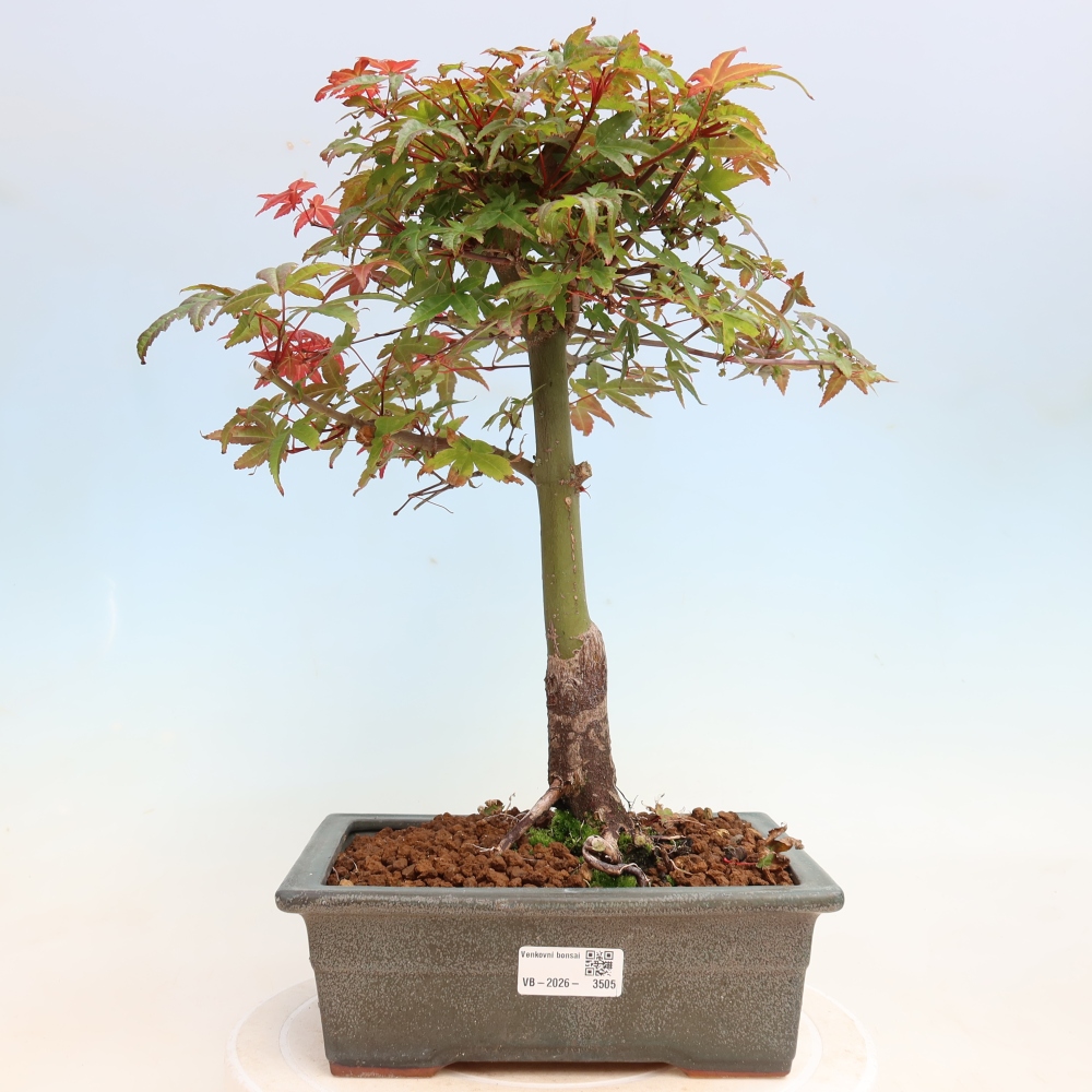 Bonsaï d'extérieur - Acer palmatum DESHOJO