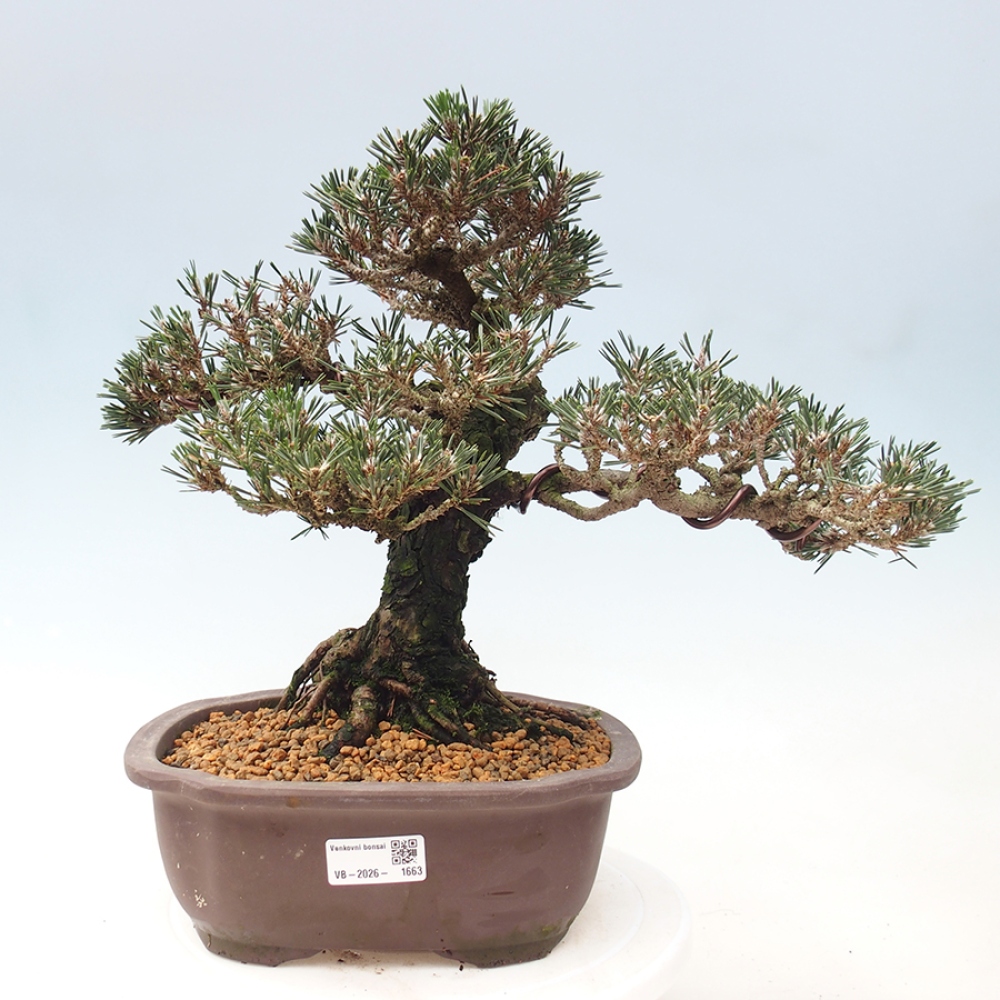 Bonsaï d'extérieur - Pinus thunbergii Kotobuki - Pin de Thunberg