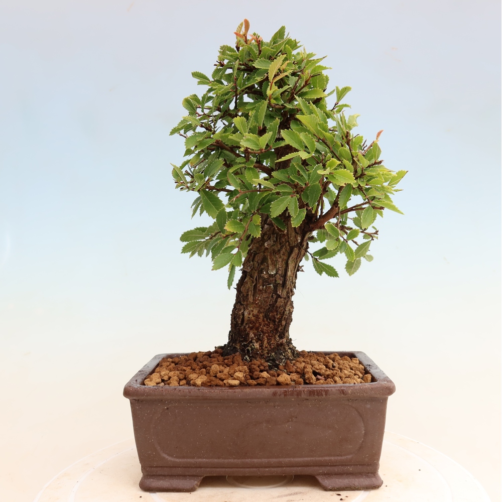Bonsaï d'extérieur - Zelkova - Zelkova NIRE