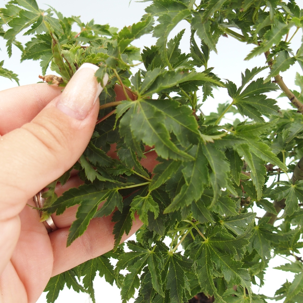 Bonsaï d'extérieur -Javor palmate - Acer palmatum Shishigashira en conteneur