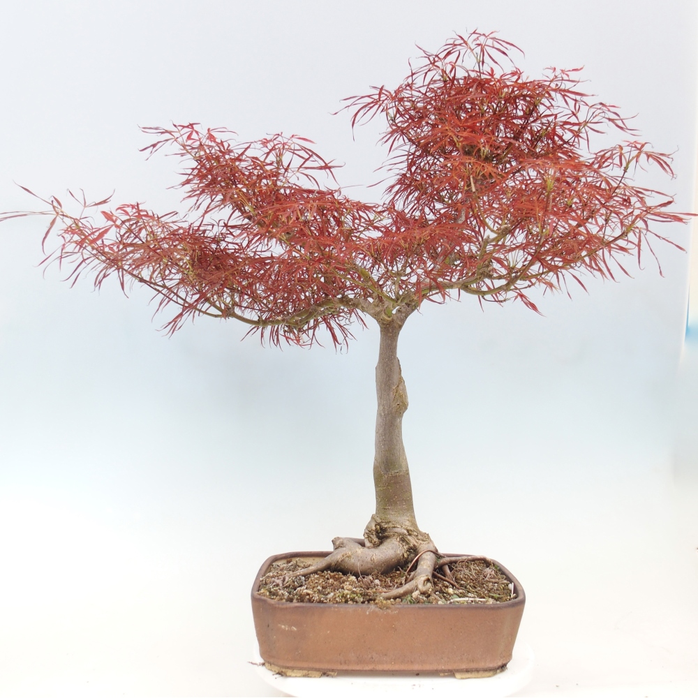 Bonsaï d'extérieur - Acer palmatum RED PYGMY