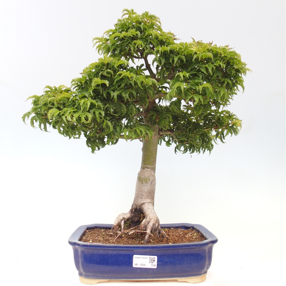 Bonsaï d'extérieur -Javor palm Acer palmatum Shishigashira