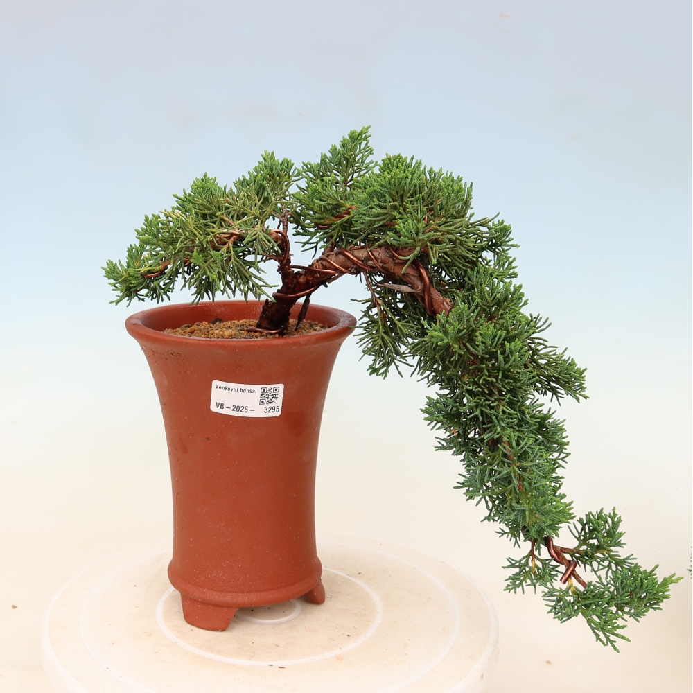 Bonsaï d'extérieur - Juniperus chinensis Kishu