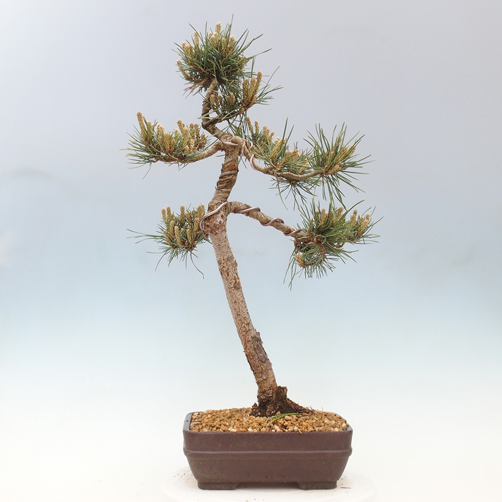 Bonsaï d'extérieur - Pinus Sylvestris Watererri - Pin sylvestre