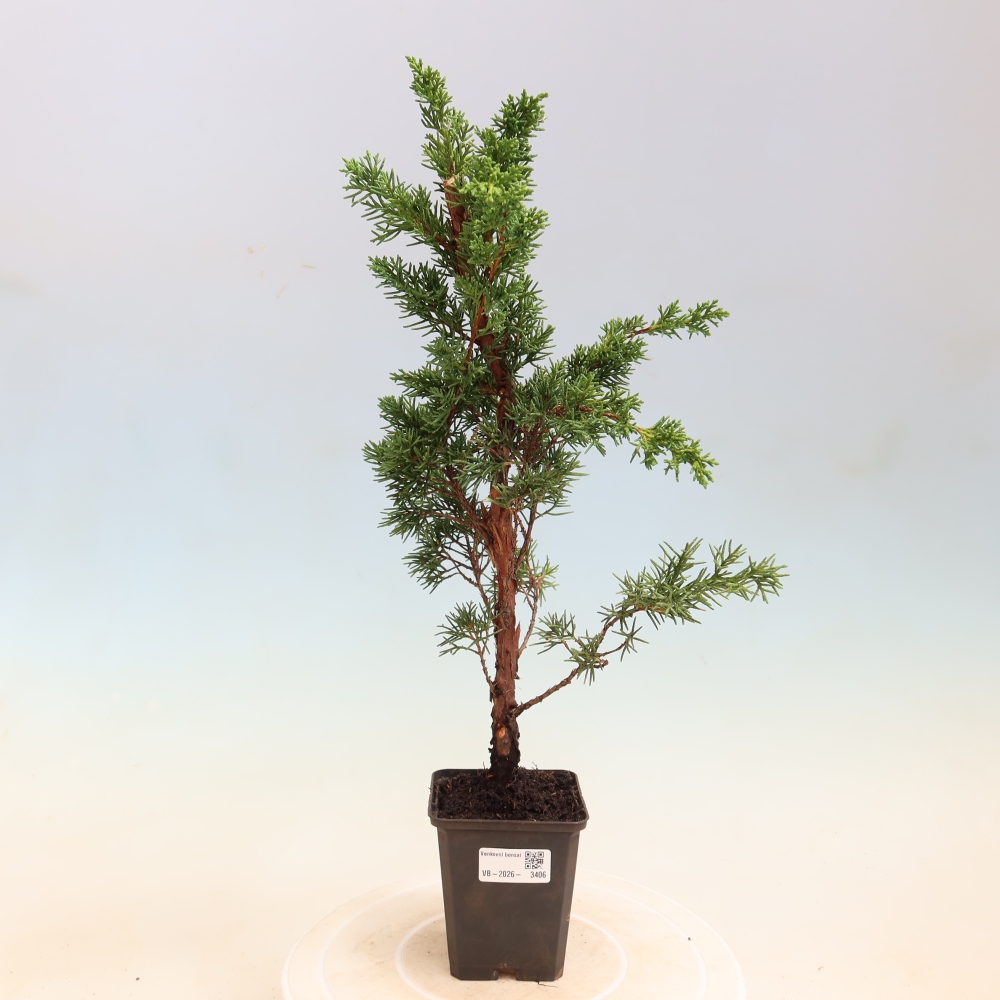 Bonsaï d'extérieur - Juniperus chinensis Kishu