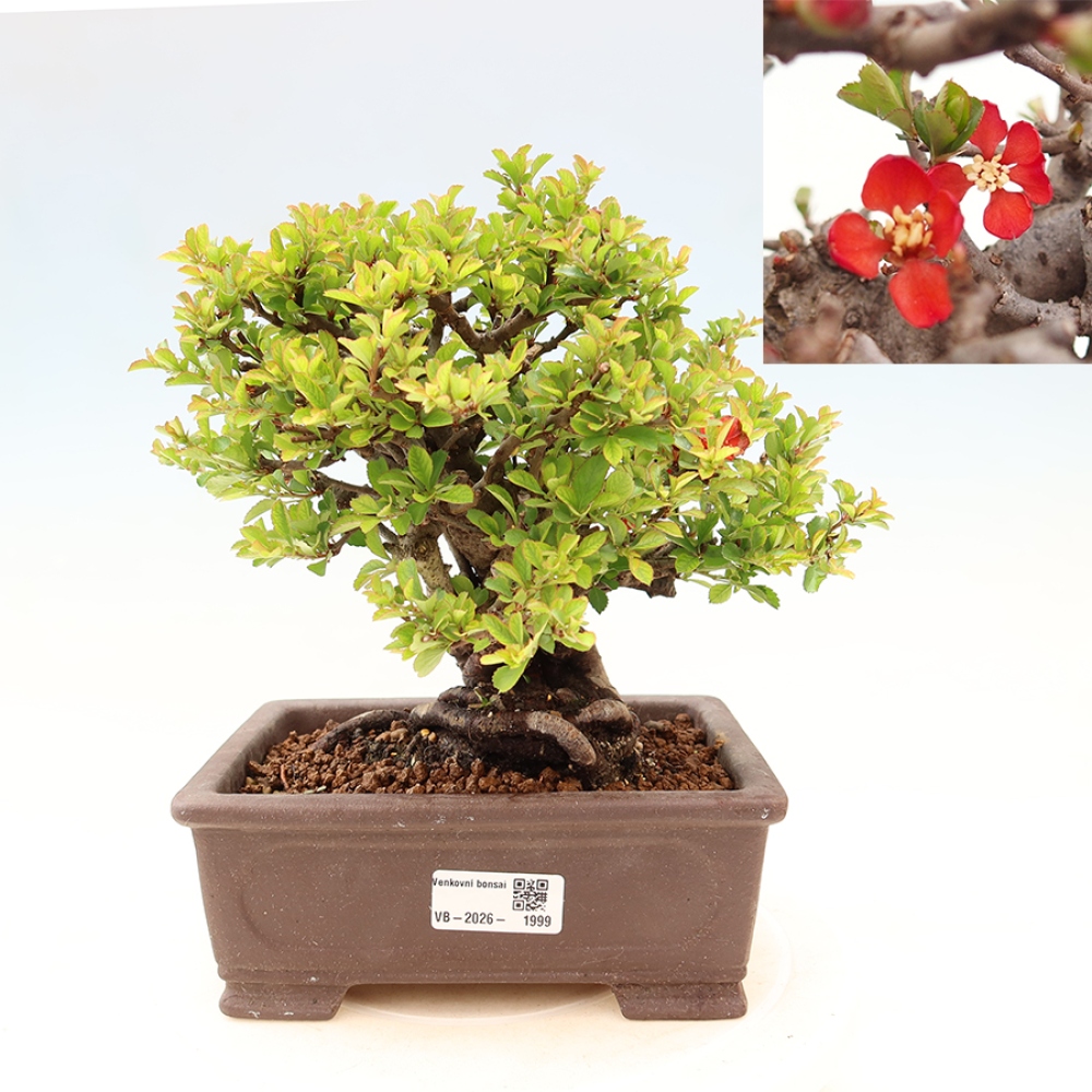 Bonsaï d'extérieur - Chaneomeles speciosa Chojubai