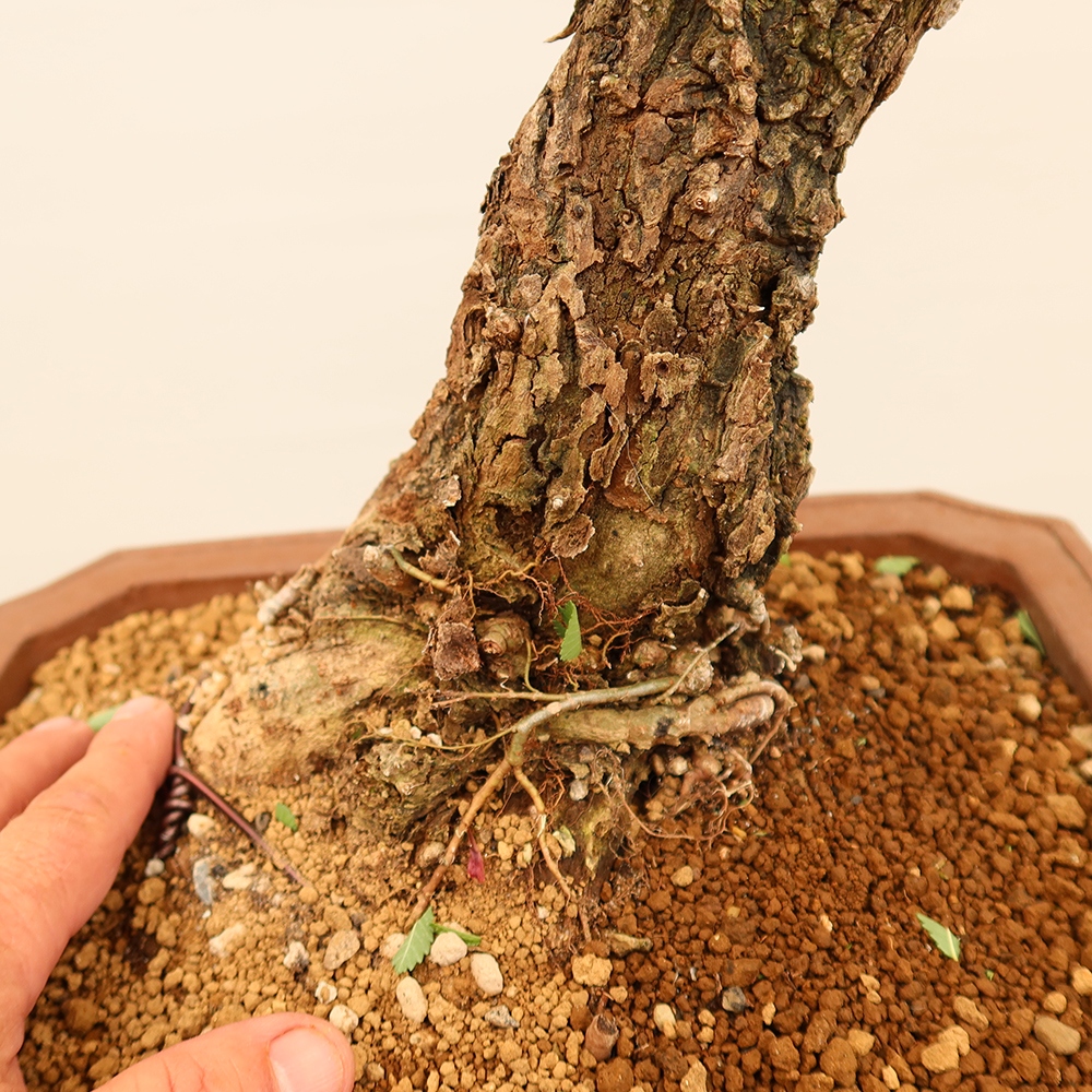 Bonsaï d'extérieur - Zelkova - Zelkova NIRE