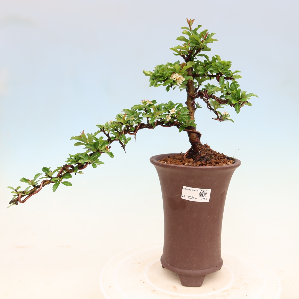 Bonsaï d'extérieur - Pyracantha teton - Pyracantha écarlate
