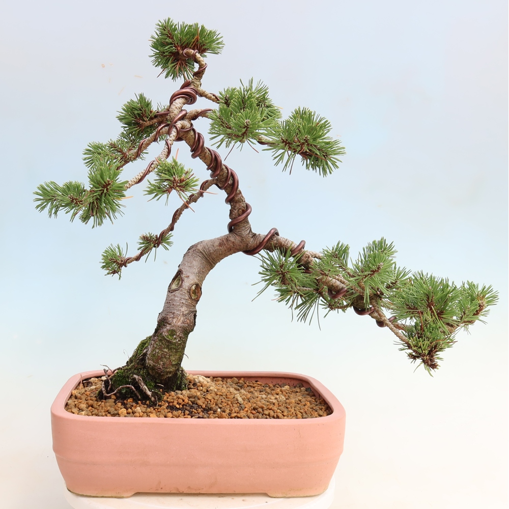 Bonsaï d'extérieur - Pinus mugo Humpy  - Pin nain
