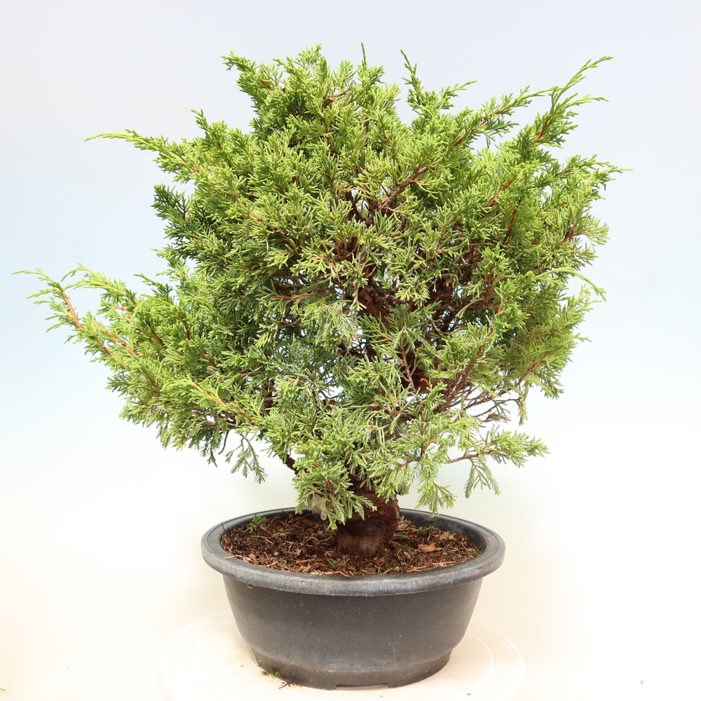 Bonsaï d'extérieur - Juniperus chinensis Itoigawa-Juniperus chinensis