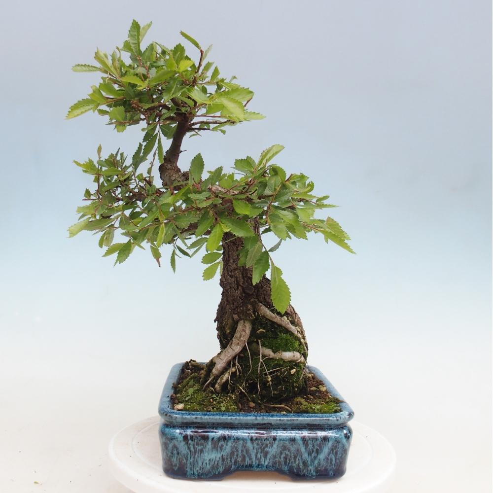 Bonsaï d'extérieur - Zelkova - Zelkova NIRE