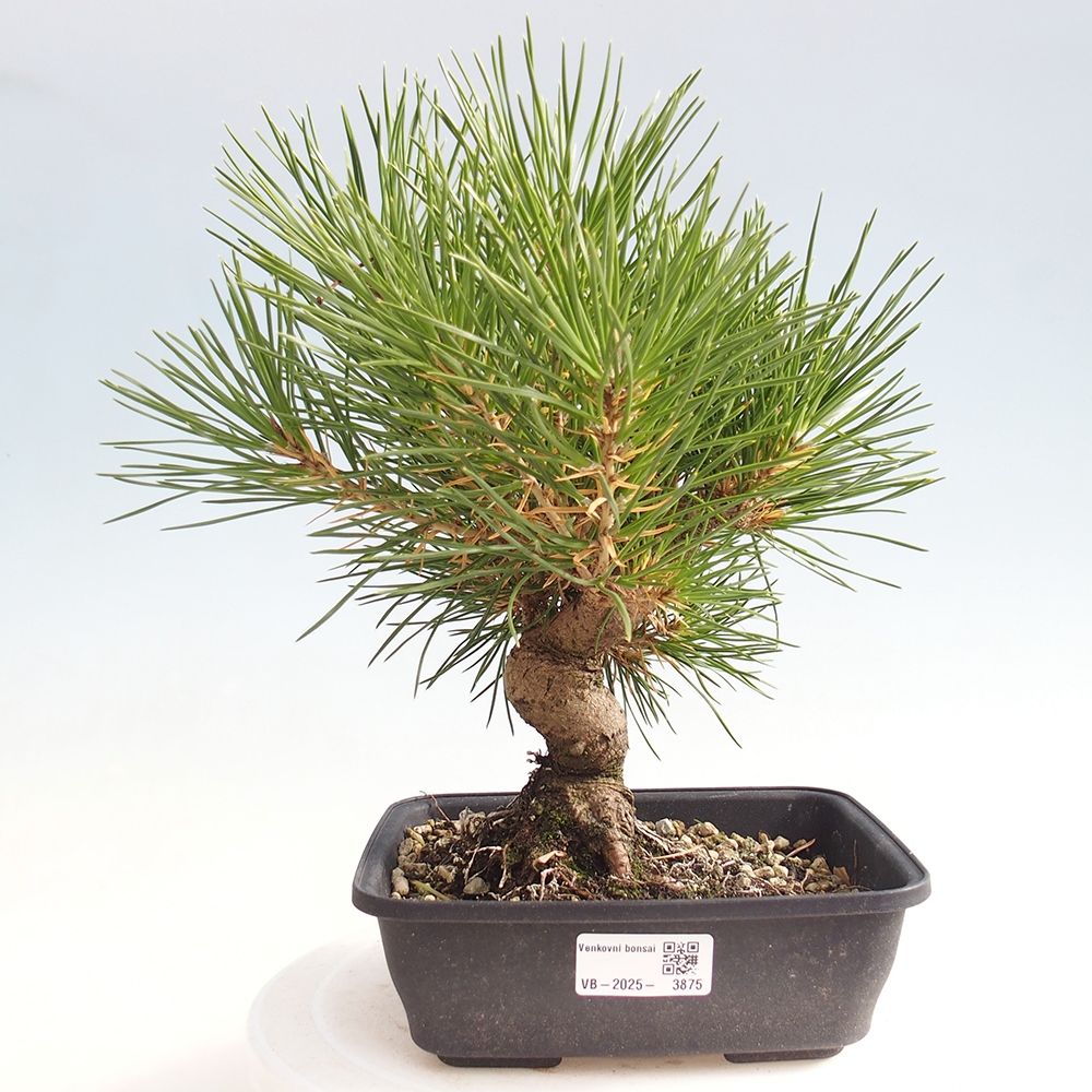 Bonsaï d'extérieur - Pinus thunbergii - Pin de Thunberg
