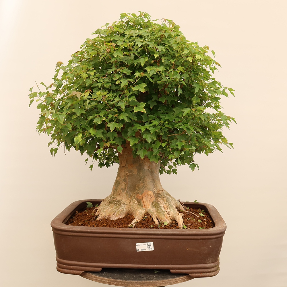Bonsaï d'extérieur - Maple Burger - Acer Burgerianum