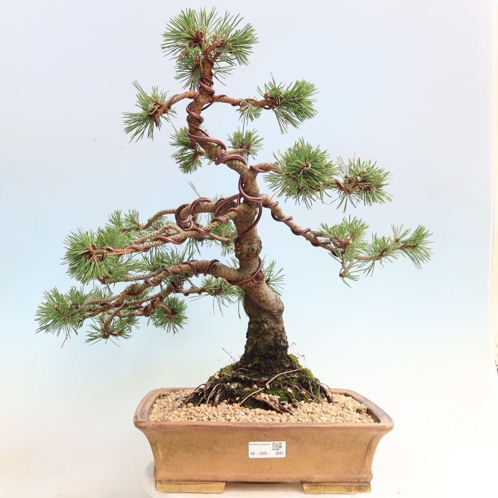 Bonsaï d'extérieur - Pinus mugo Humpy  - Pin nain