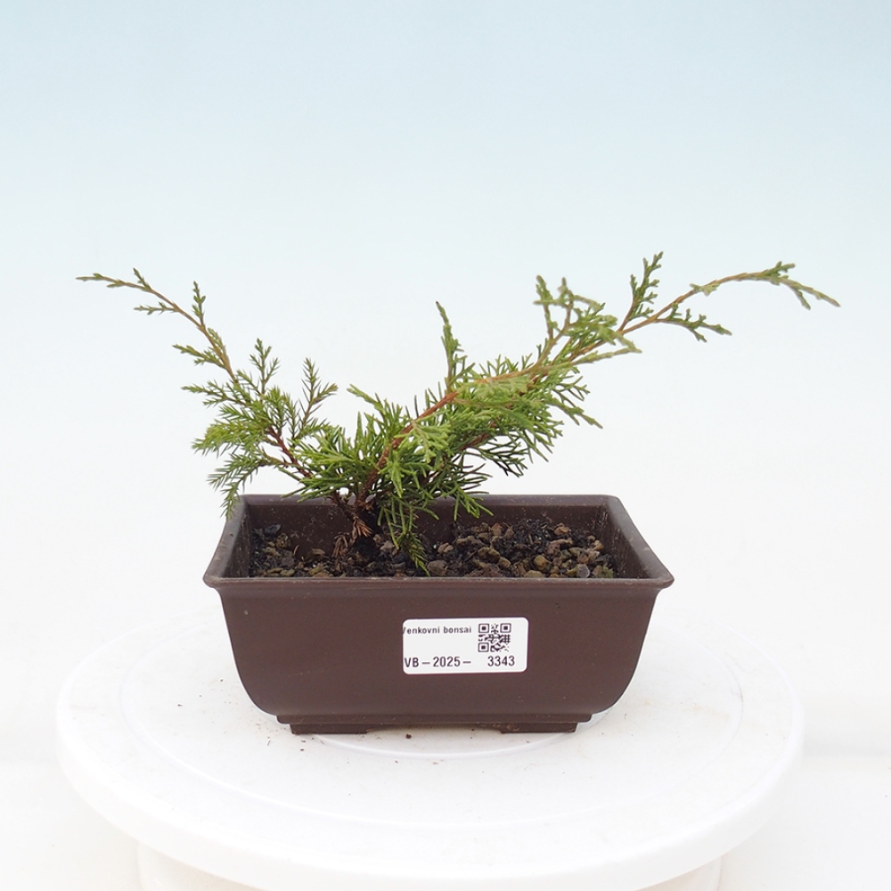 Bonsaï d'extérieur - Juniperus chinensis Itoigawa