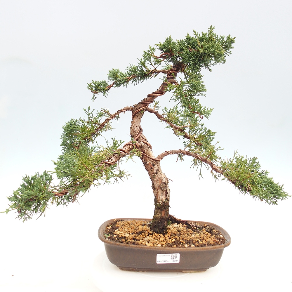 Bonsaï d'extérieur - Juniperus chinensis Kishu
