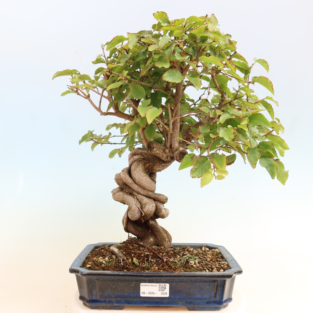 Bonsaï d'extérieur -Carpinus CARPINOIDES - Charme de Corée