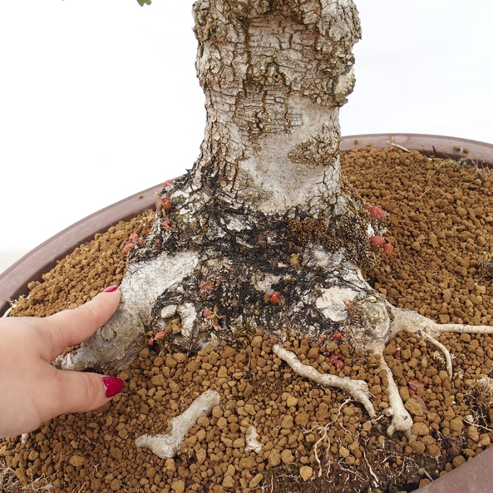 Bonsaï d'extérieur -Javor babyka - Acer campestre