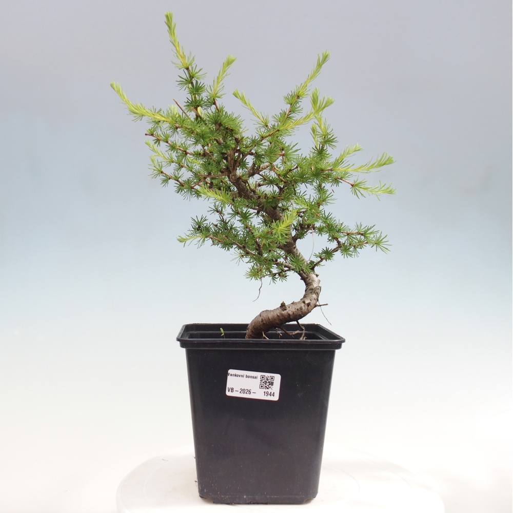 Bonsaï d'extérieur -Larix decidua - Mélèze